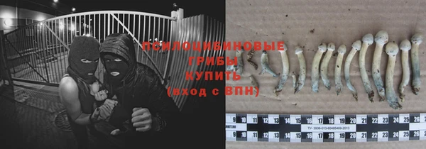 прущие грибы Вяземский